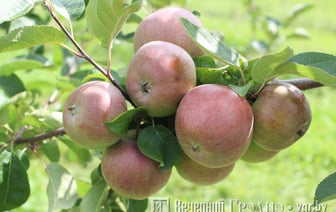 Православные отмечают Яблочный Спас — история, традиции и приметы праздника