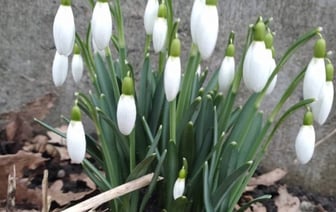 В Бресте зацвели первоцветы