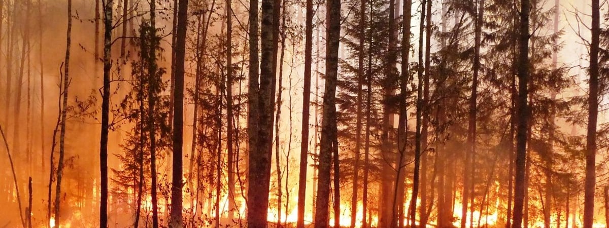 «До границы — около 1 км» — К Беларуси приблизился пожар из России