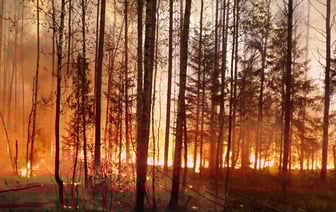 «До границы — около 1 км» — К Беларуси приблизился пожар из России