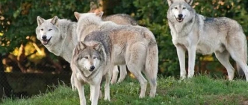 В Беларуси волки пришли прямо к дому под Дятлово. Кто помог женщине и ее двум дочкам