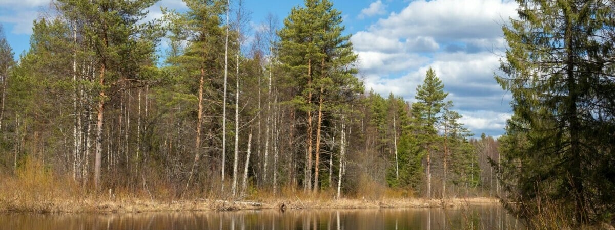 В каждой области. Ограничения на посещение лесов ввели уже в 62 районах Беларуси
