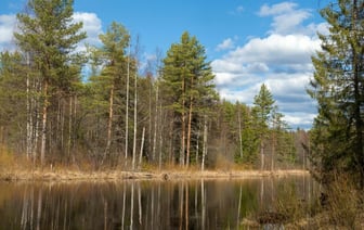 В каждой области. Ограничения на посещение лесов ввели уже в 62 районах Беларуси