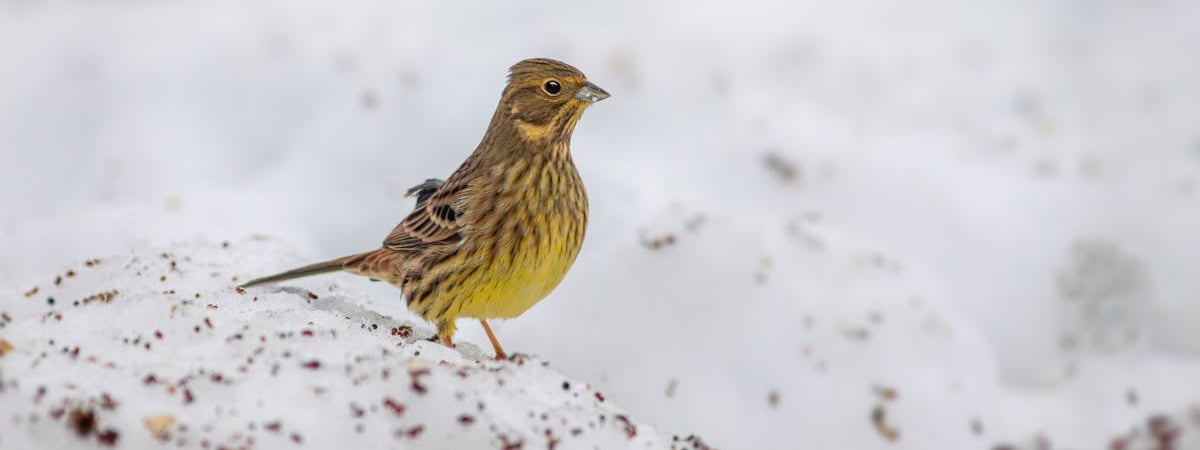 Литва договорилась с тремя странами о ротационном размещении систем ПВО