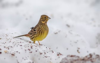 Литва договорилась с тремя странами о ротационном размещении систем ПВО
