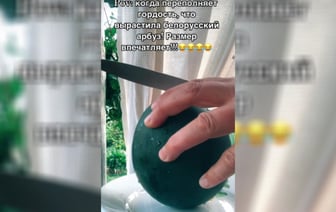 «Подозрение, что черри» — Белорусы похвалились в TikTok выращенными в 2024 году арбузами — Видео