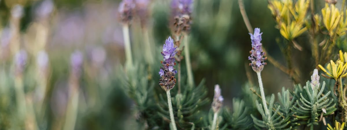 Новая Зеландия повысит туристический налог в три раза