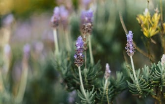 Новая Зеландия повысит туристический налог в три раза