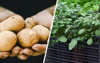 Как белорусам вырастить картошку через рассаду? Получите хороший урожай уже в июне — Полезно