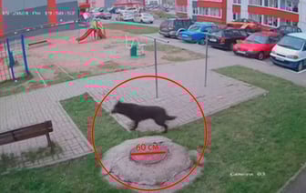 Зверь из Витебска черный, длиной около метра и его боятся собаки