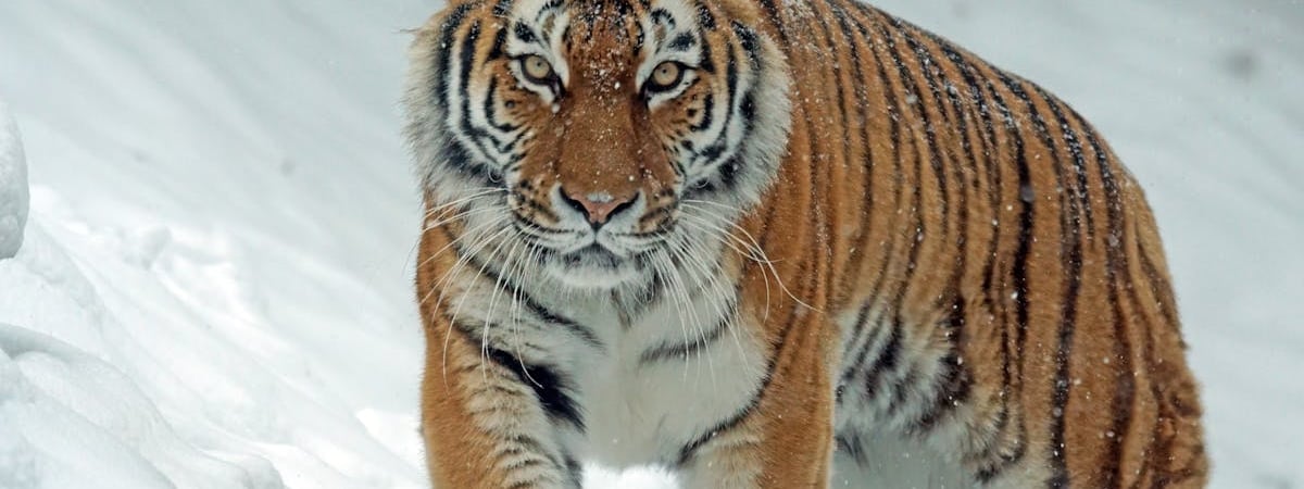 Израиль решил начать войну в Ливане? Нетаньяху предупредил о «чрезвычайно мощном» ответе на атаки «Хезболлы»