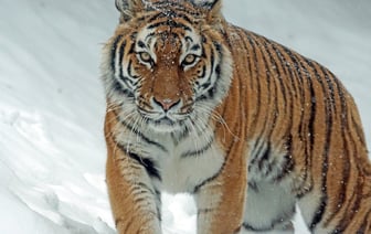 Израиль решил начать войну в Ливане? Нетаньяху предупредил о «чрезвычайно мощном» ответе на атаки «Хезболлы»