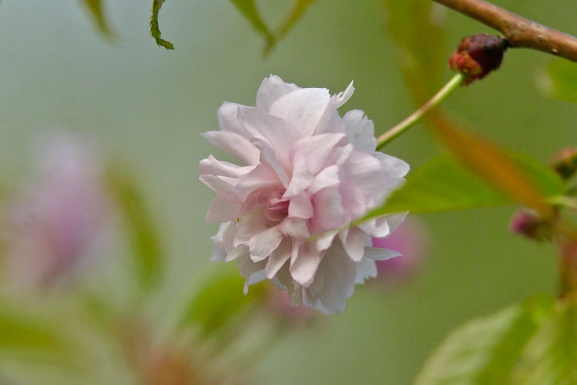 Сакура зацветает в Витебске на Вербницу. Фото Сергея Серебро