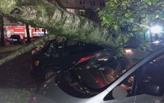 На Брестчине сильный ветер повалил деревья на жилую двухэтажку и повредил крыши на 5 дачных участках — Фото
