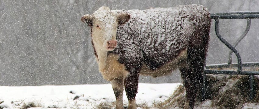 Только на треть бывают загружены мясокомбинаты Витебщины из-за нехватки сырья, это усложняет их расчеты по кредитам