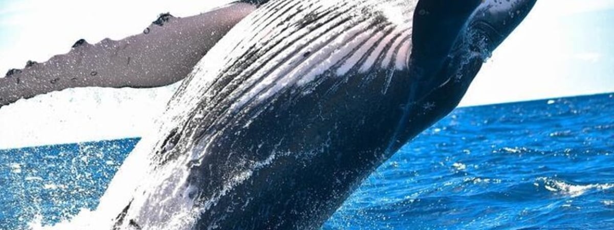 У берегов Чили кит проглотил экстремала на каяке, а потом выплюнул