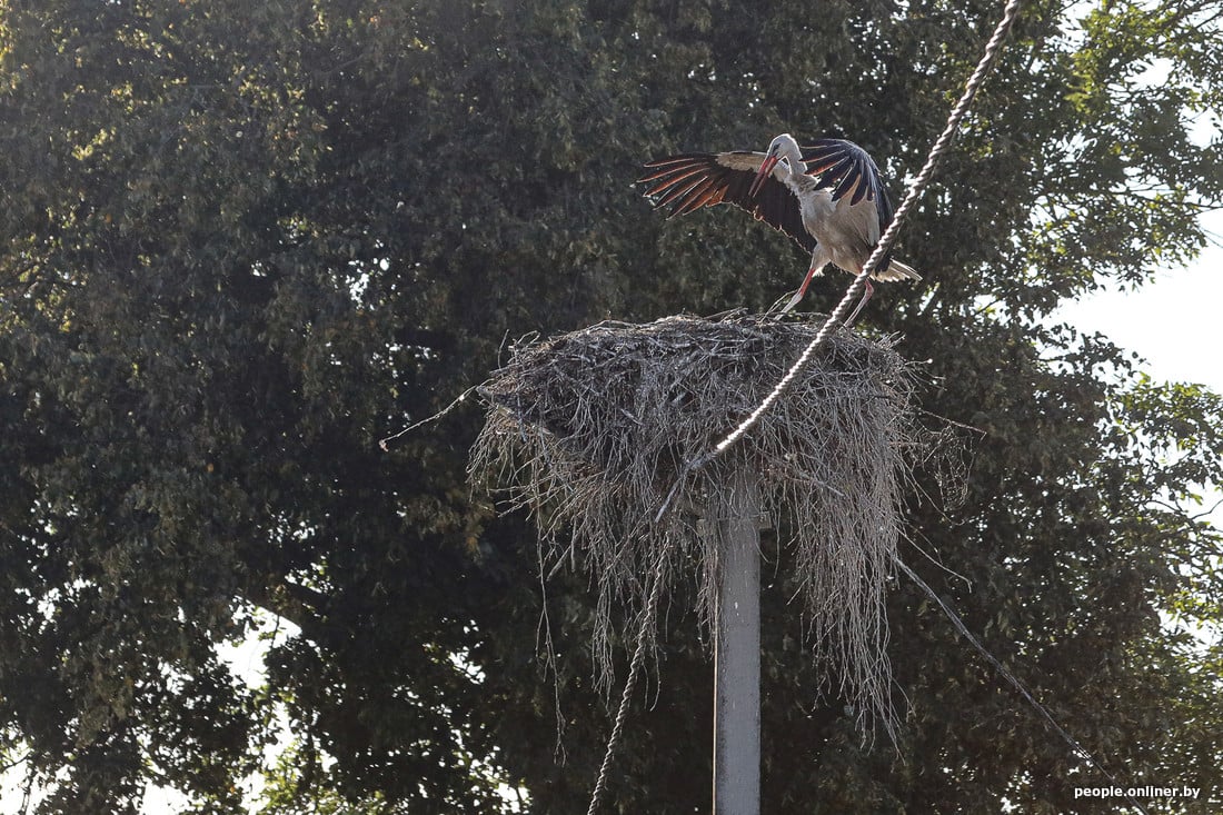 Вы такое видели? В деревне Вороцевичи Ивановского района аисты почти на каждом столбе