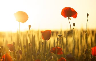 Новый вариант Covid-19 уже обнаружили в 27 странах