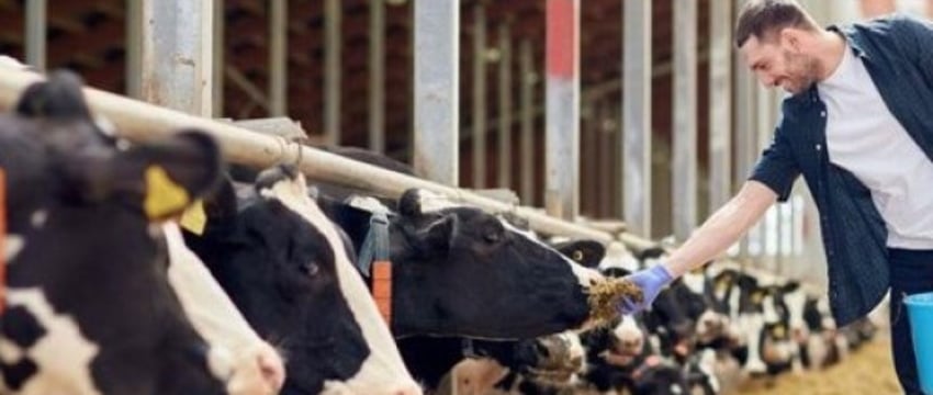 Зарплаты до 5000 рублей. Посмотрели, какие вакансии предлагают белорусам для работы в сельском хозяйстве