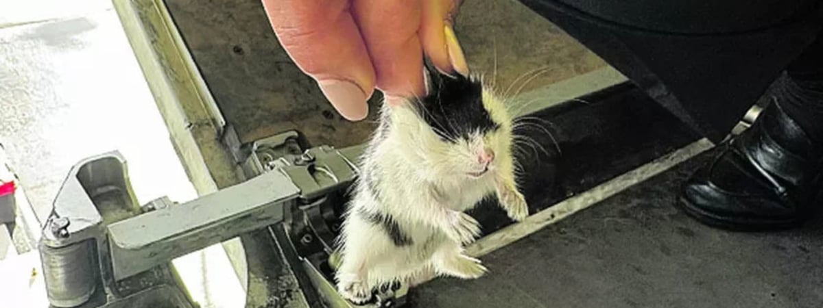 В португальском аэропорту уже неделю не может вылететь самолет. Из него сбежали 130 хомяков