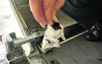 В португальском аэропорту уже неделю не может вылететь самолет. Из него сбежали 130 хомяков