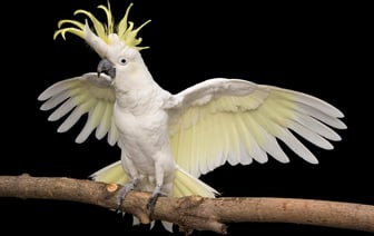 В зоопарке Гродно поселился необычный попугай