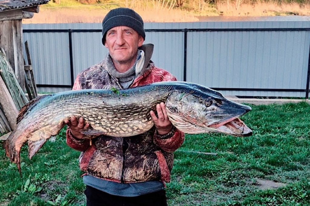 В Беларуси рыбак поймал большущую щуку. Узнали, тянет ли улов на рекорд