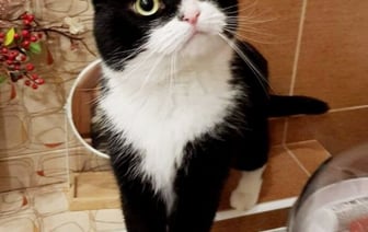 «Это была любовь с первого взгляда». О питомцах из приюта рассказали жители Барановичей