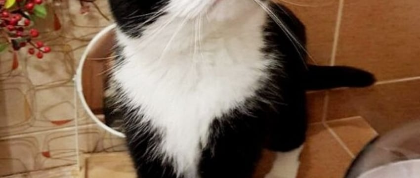 «Это была любовь с первого взгляда». О питомцах из приюта рассказали жители Барановичей