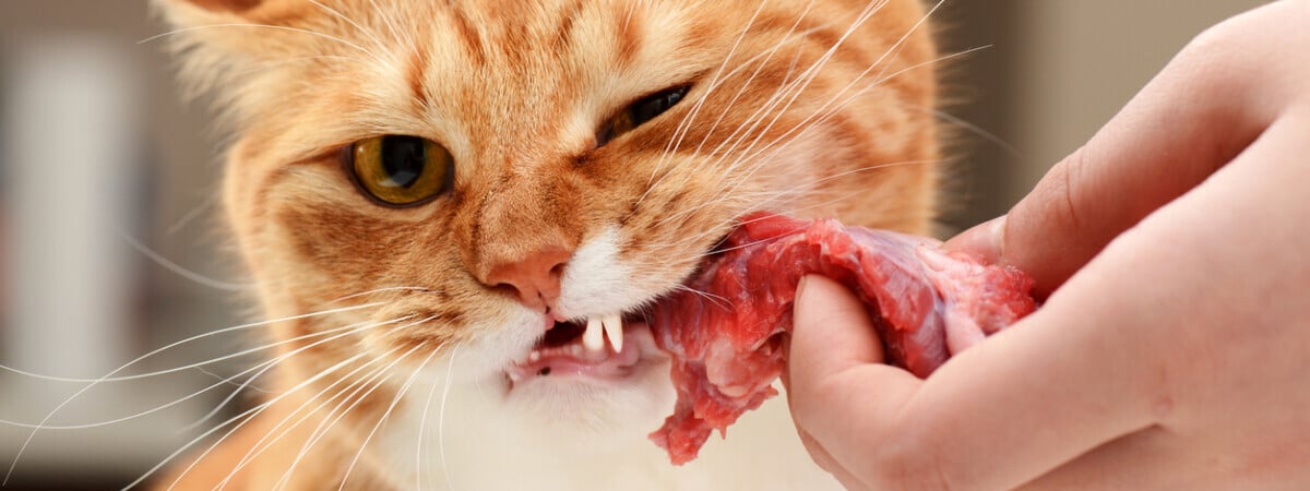 Можно ли кошкам и собакам сырые рыбу и мясо? Ветеринар объяснила, зачем включать в рацион потроха — Полезно