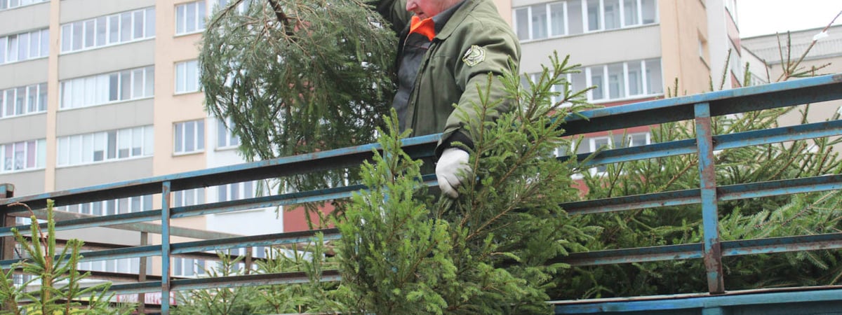 В Гродно открылись елочные базары — посмотрели, что там продают и почем
