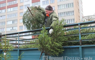 В Гродно открылись елочные базары — посмотрели, что там продают и почем