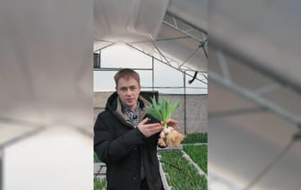 Белорус предложил в TikTok, что можно дарить вместо срезанных тюльпанов, которые «завянут через два дня» — Видео