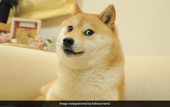 Кабосу, культовая собака породы Сиба-Ину, вдохновившая Dogecoin, ушла из жизни