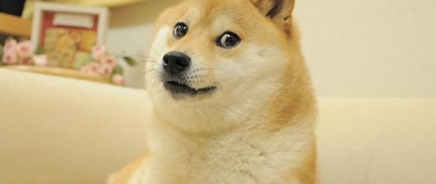 Кабосу, культовая собака породы Сиба-Ину, вдохновившая Dogecoin, ушла из жизни