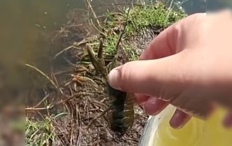 Отпустил рыбу и рака: добрый рыбак из Брестской области