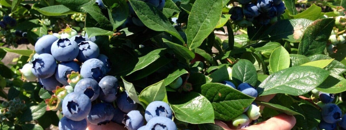 Эти 5 растений нужно посадить рядом с голубикой. Так повысите урожайность и улучшите рост — Полезно