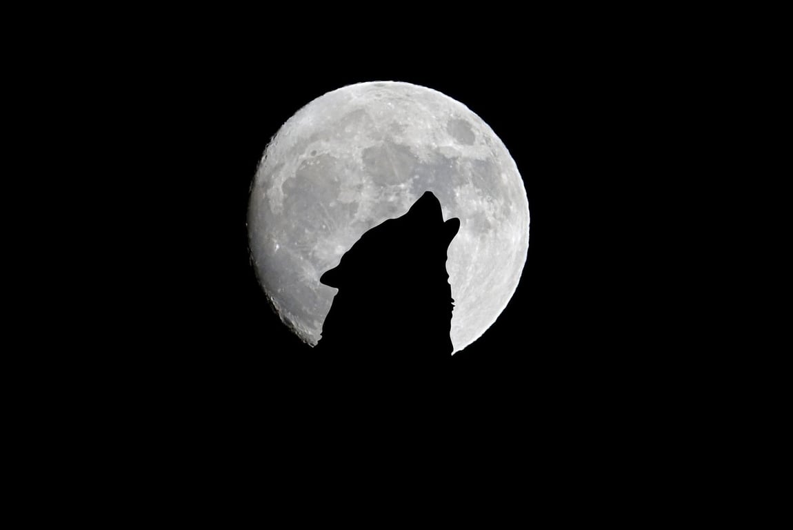 Волк на фоне Луны. Фото pixabay.com