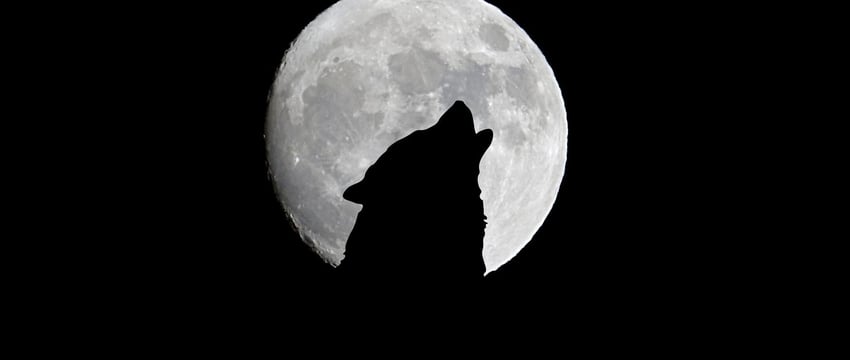 Убит волк, бегавший по Витебску