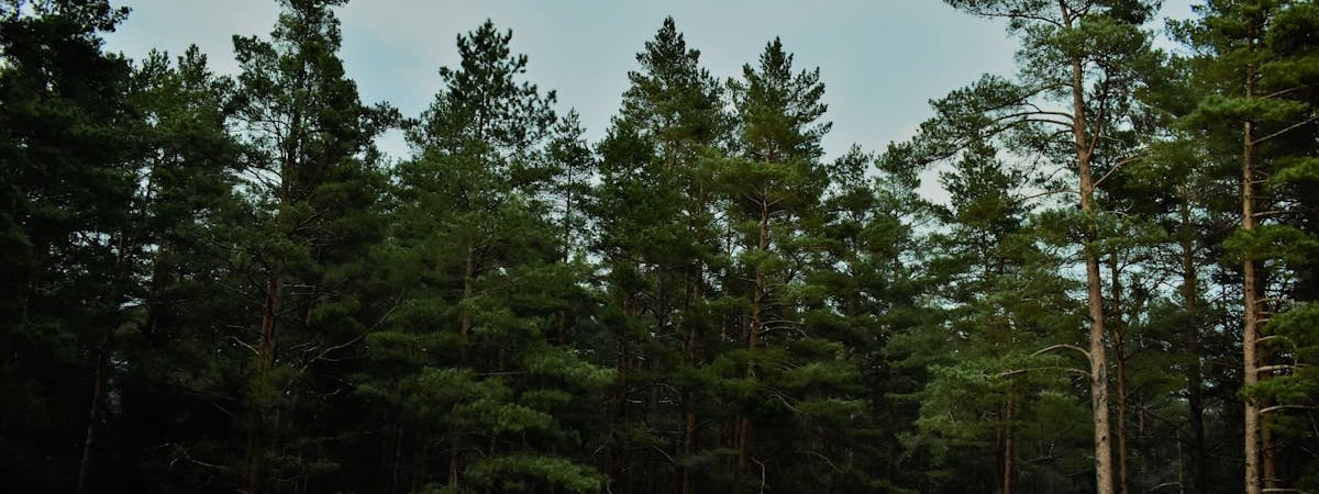 В Латвии инфляция замедлилась в 2024 году до 1,3%