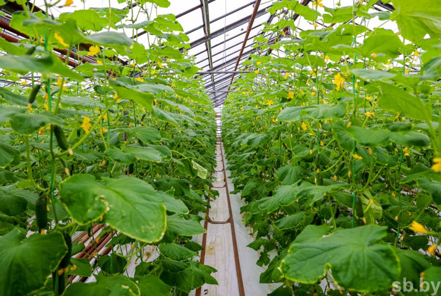 Фото из открытых источников (иллюстративное)