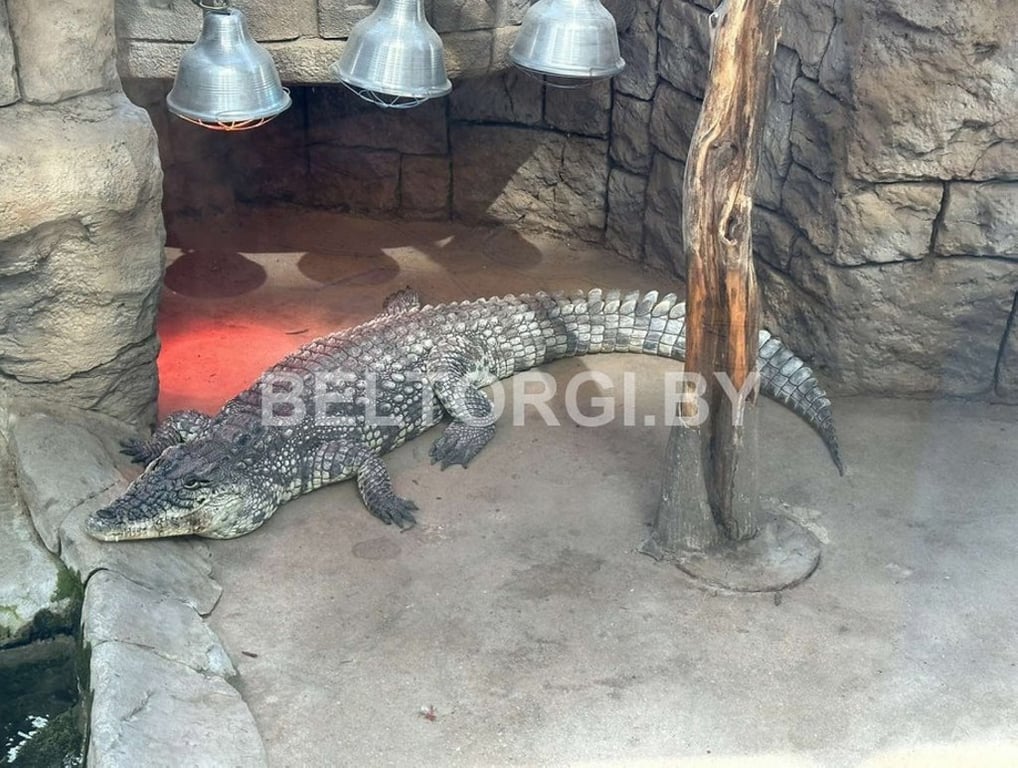В Беларуси продают живого крокодила