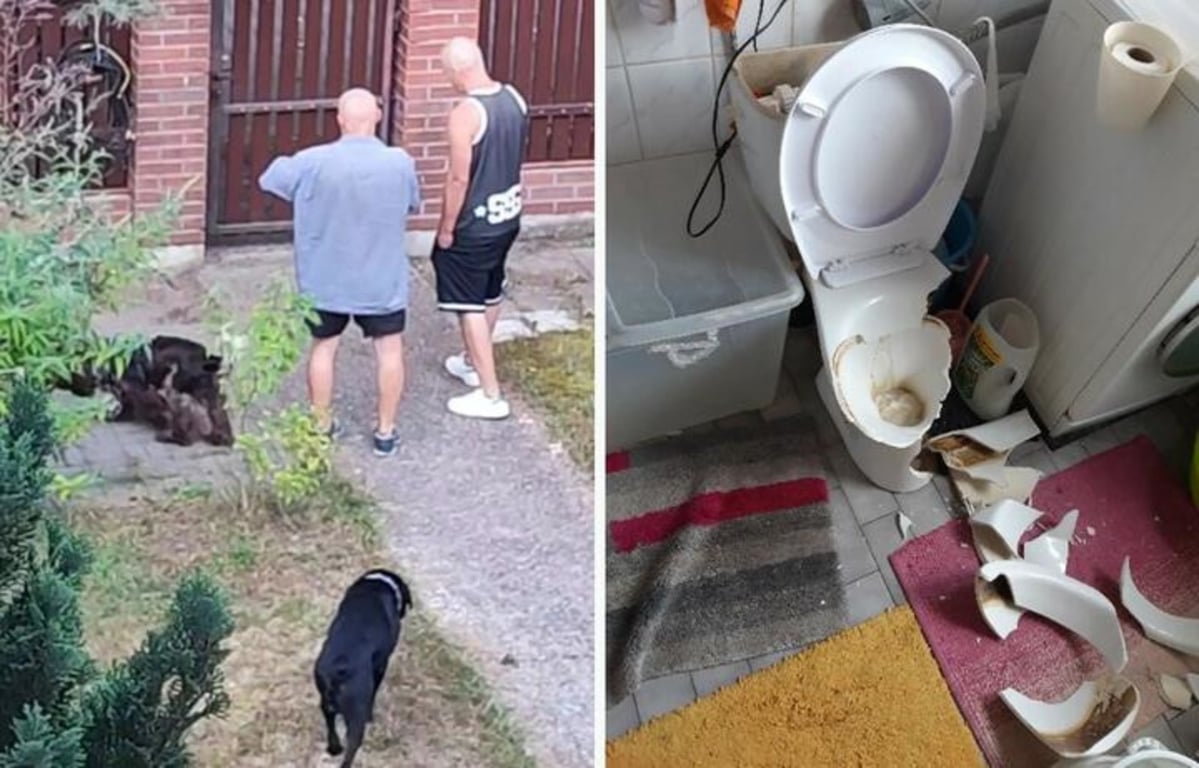 Эксмитеры с собаками у ворот дома и разбитый унитаз. Фото читательницы