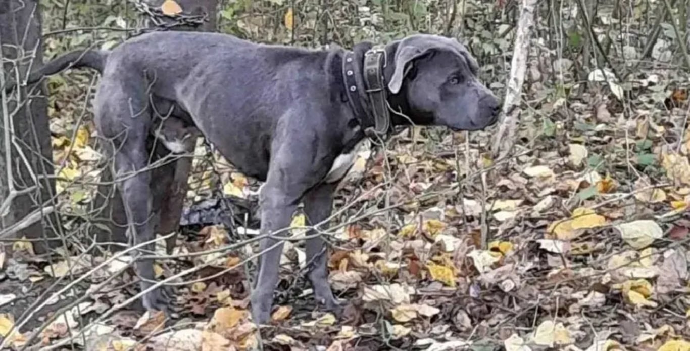 Sobaka