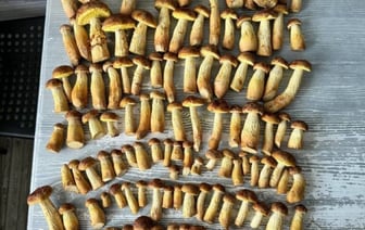 В лес за грибами, и так пять лет: необычное увлечение семьи белорусов