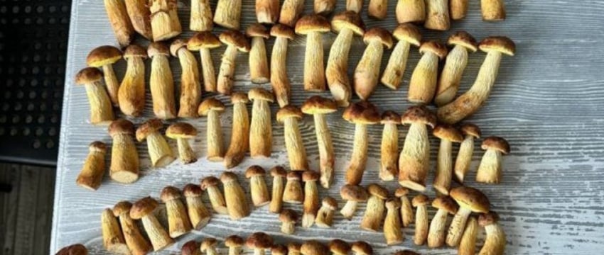 В лес за грибами, и так пять лет: необычное увлечение семьи белорусов