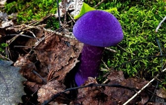 В Беларуси нашли фиолетовый гриб