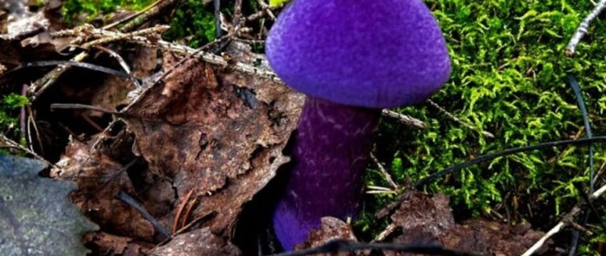 В Беларуси нашли фиолетовый гриб