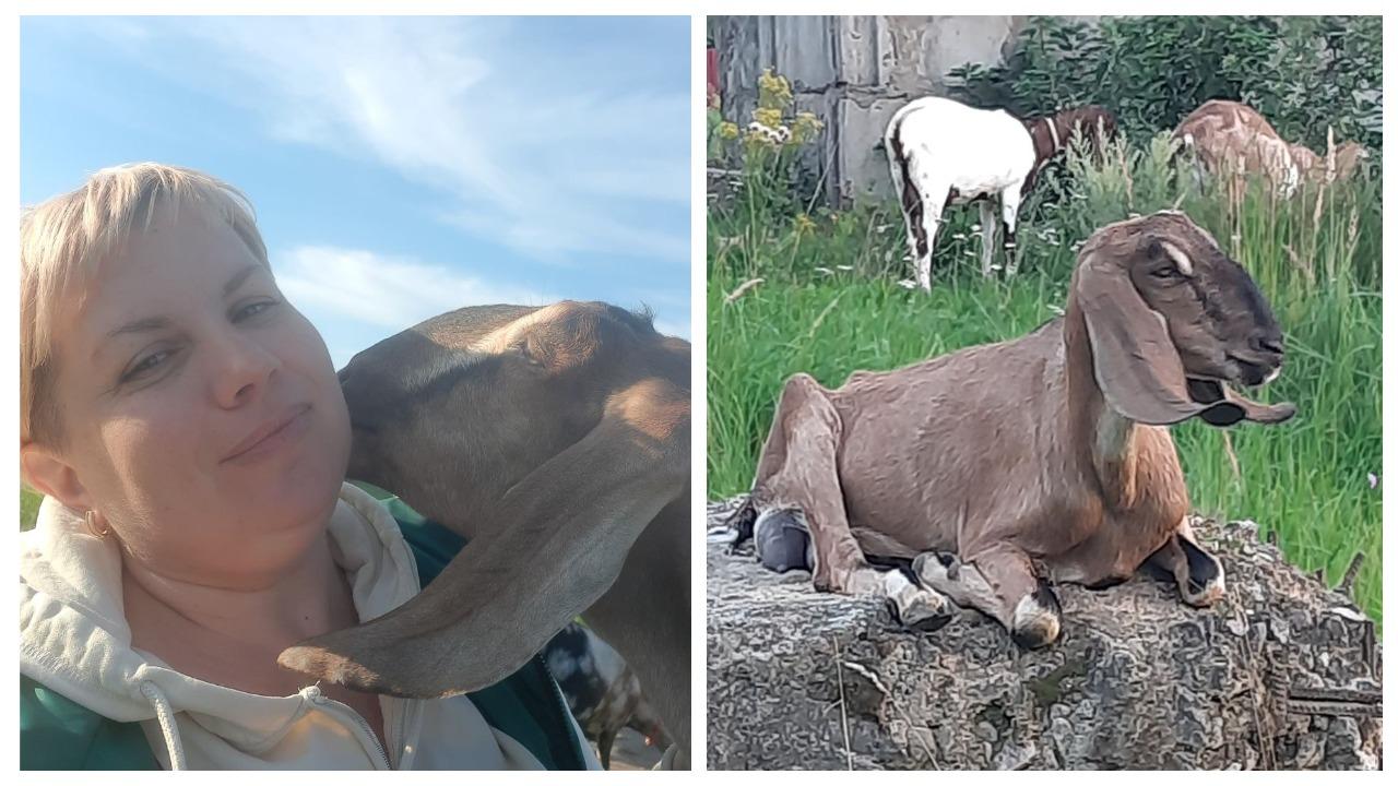 «Три породистые козы стоили, как иномарка»‎. Белорусы переехали из столицы в деревню, чтобы стать сыроварами