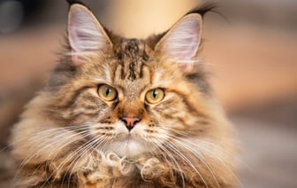 В МВД рассказали, как мошенники чаще всего обманывают белорусов